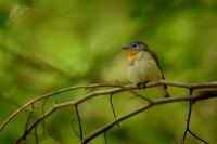 Lejsek maly - Ficedula parva - Red-breasted Flycatcher 4589